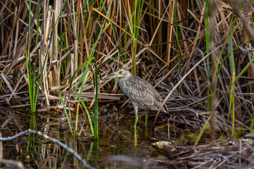 Black-Crowned Night-Heron