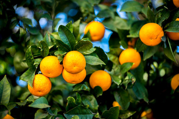 Naranjas comida calor aroma azahar invierno vitaminas 