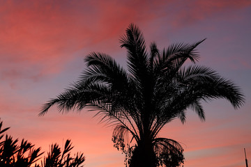 Silhouette one palm leaves on sunset clouds