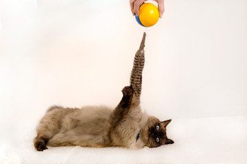 A siamese kitten plays with a yellow and blue ball toy on a white background