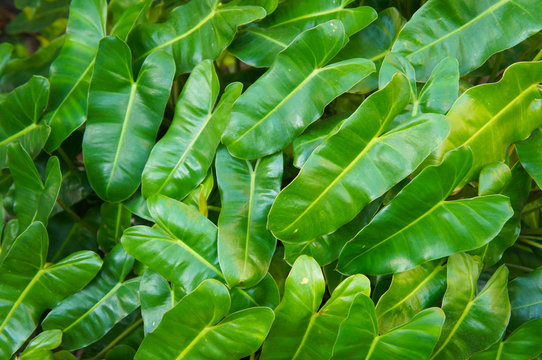 Philodendron Burle Marx Green Foliage Background