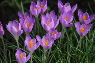 wonderful little blooming lilac crocuses with a yellow heart macro