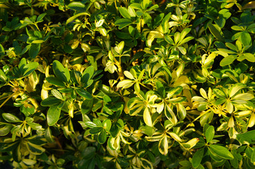 Schefflera arboricola or dwarf umbrella  green foliage background