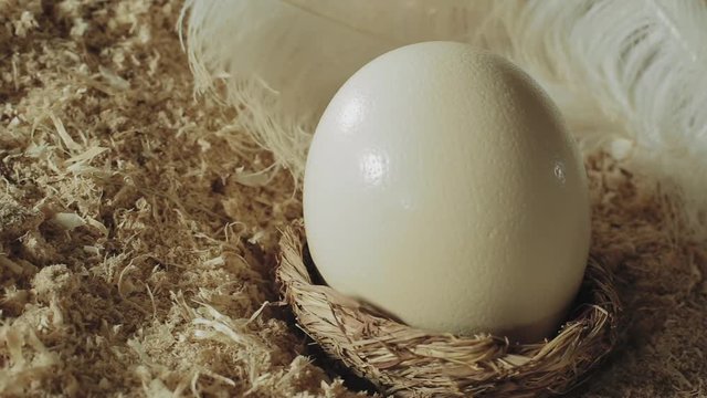 The ostrich egg lies in ostrich feathers. farm products
