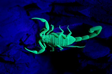 Scorpion glows bright green under UV light