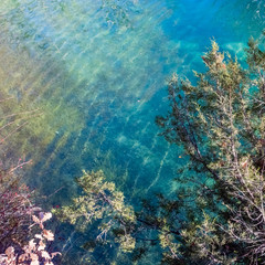 trees in the lake of Sainte-Croix, Provence