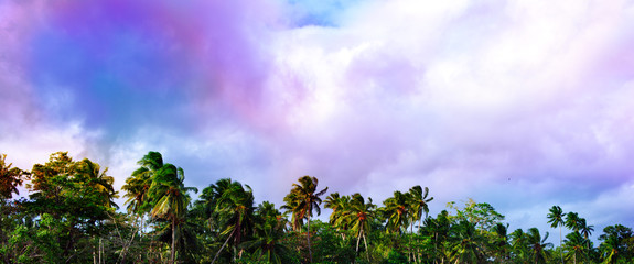 Obraz premium Colorful sky with coconut palm trees. Travel background.