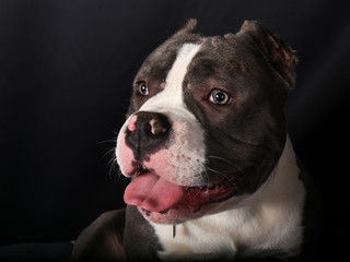 chien, bouledogue, animal, animal de compagnie, chiot, bouledogue français, blanc, isolé, canidae, joli, français, terrier, mammifère, race, portrait, domestique, noir, de race, taureau, studio, être 