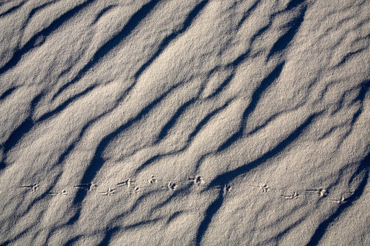 WHITE SANDS NATIONAL MONUMENT, NM: Bird tracks in the sand.
