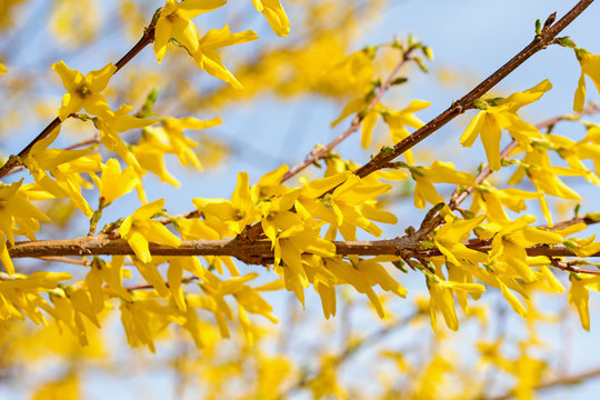 Bl&uuml;hende Forsythien, Forsythia, im Fr&uuml;hling