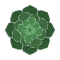 Green Succulent - Single green succulent isolated on white background