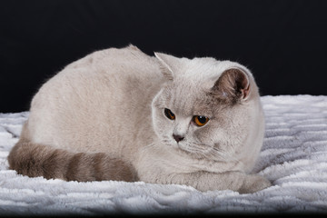 Chat Chaton Blanc Animal De Compagnie Animal Joli Felidae Chat Fourrure Domestique Jeune Adorable Duveteux Persan Bleu Portrait Oeil Bleu Yeux Beau Bebe Ragdoll Mammifere Neva P Wall Mural Antoine Chat Chaton Blanc Animal De Compagnie Animal Joli Felidae Chat Fourrure Domestique Jeune Adorable Duveteux Persan Bleu Portrait Oeil Bleu Yeux Beau Bebe Ragdoll Mammifere Neva P Wall Mural Antoine