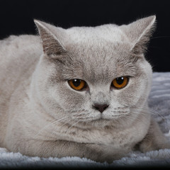 chat, animal, chaton, animal de compagnie, felidae, domestique, joli, yeux, portrait, fourrure,...