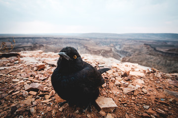 Drongo Fish River Canyon