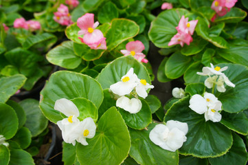 Begonia semperflorens white and pink flowers with green leaves