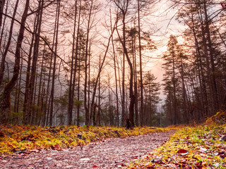 View into the Winter Bavarian forest at the Berchtesgaden area with deep green grass during the warm Winter