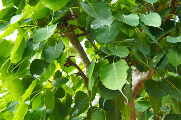 Ficus religiosa  or bodhi tree green leaves close up