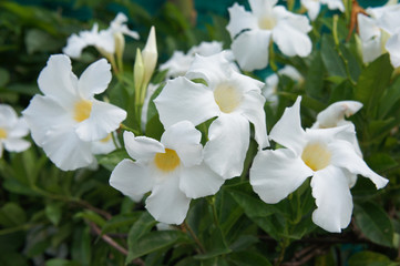 Allamanda white flowers with green 