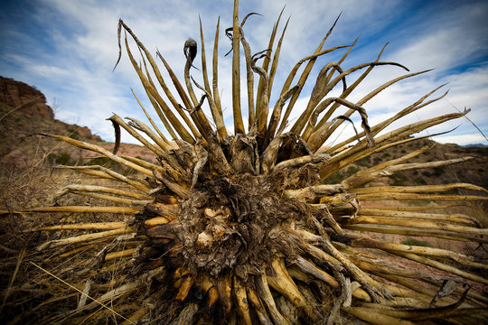 LOS OJOS, SONORA, MEXICO: An agave or century plant uprooted an on it's side.
