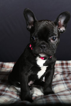 1 263 Best Bouledogue Francais Images Stock Photos Vectors Adobe Stock