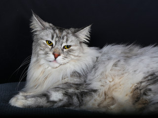 chat, chaton, animal, animal de compagnie, blanc, joli, felidae, domestique, fourrure, chat, bleu, duveteux, yeux, adorable, portrait, jeune, beau, animal de compagnie, isolé, persan, gris, petit, bri