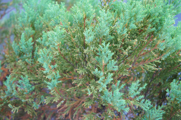 Juniperus squamata or flaky juniper or himalayan juniper blue star green plant