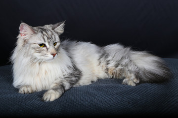 chat, chaton, animal, animal de compagnie, blanc, joli, felidae, domestique, fourrure, chat, bleu,...