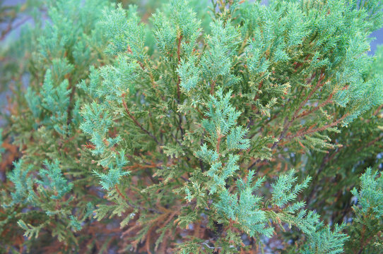 Juniperus squamata or flaky juniper or himalayan juniper blue star green plant