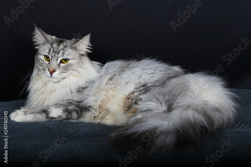 Fototapete Chat Chaton Animal Animal De Compagnie Blanc Joli Felidae Domestique Fourrure Chat Bleu Duveteux Yeux Adorable Portrait Jeune Beau Animal De Compagnie Isole Persan Gris Petit Bri Antoine