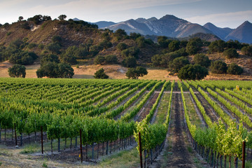 Arroyo Grande, California: Central Coast winery and vineyards.