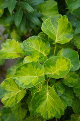 Polyscias balfouriana or aralia balfour green foliage