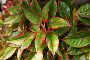 Aglaonema commutatum siam aurora green and  red  foliage background