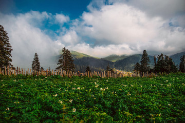 Bakhmaro, Georgia