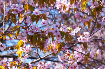 Cherry blossoms pink flowers