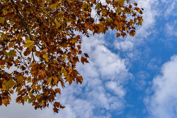 Autumn colors in Portugal - Tui