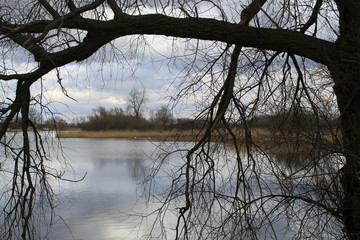 beautiful lake with reed beds and a tree in front in winter