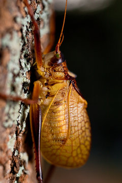 Love Creek Preserve, Texas: Detail of a cicada resting on the bark of a tree.
