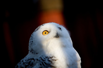 A captive Snowy Owl in winter quarters at the Raptor Center, Great Swamp National Wildlife Refuge, New Jersey.