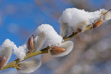Weidenkätzchen, Salix, mit Schneebedeckung