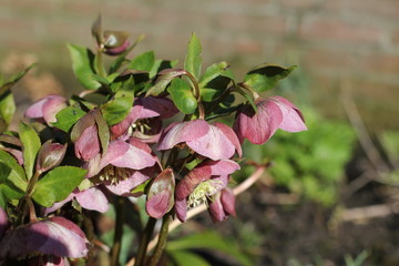 Obraz premium a beautiful pink flowering hellebore plant in the garden macro in winter