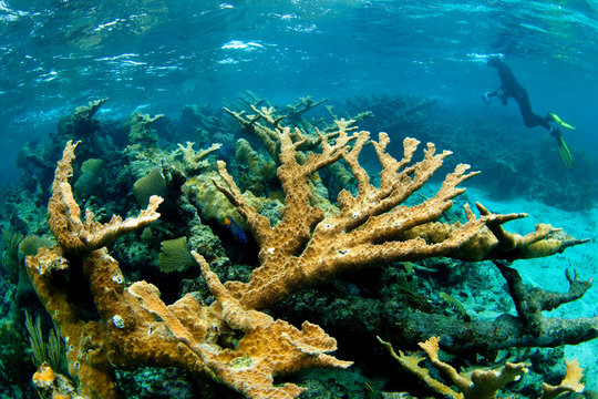 Jardines de la Reina, Cuba: Example of Elkhorn (Acropora palmata) coral.