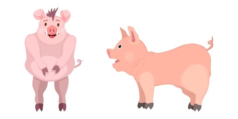 selection of cartoon pigs. drawing mascots of the year