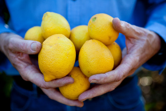 Saticoy, California, Lemon Farm: Detail of lemons.