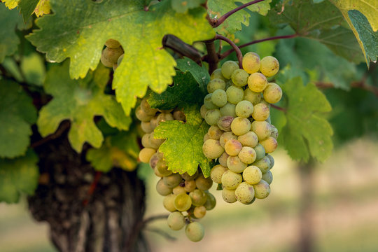 The secrets of a vineyard