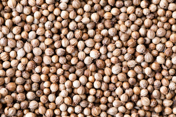 Corainder Seed Background