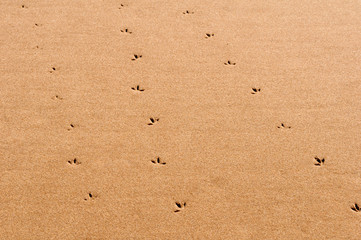 Footprints in the Sand