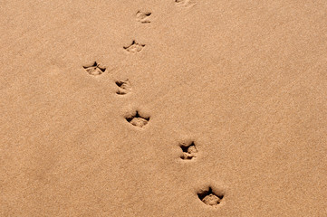 Fototapeta na wymiar Footprints in the Sand