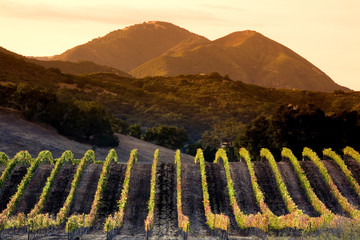 Central Coast winery and vineyards, Arroyo Grande, California, USA