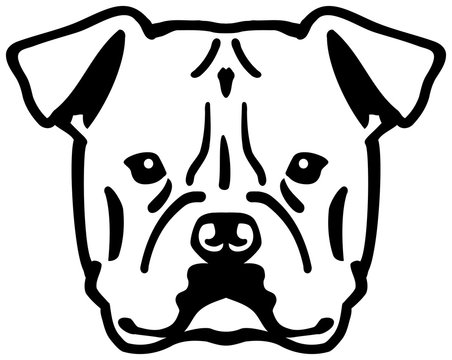 Download 1 480 Best American Bulldog Images Stock Photos Vectors Adobe Stock