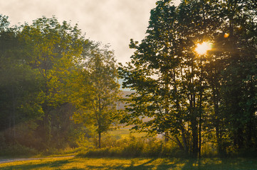 Morning sun shining through the trees
